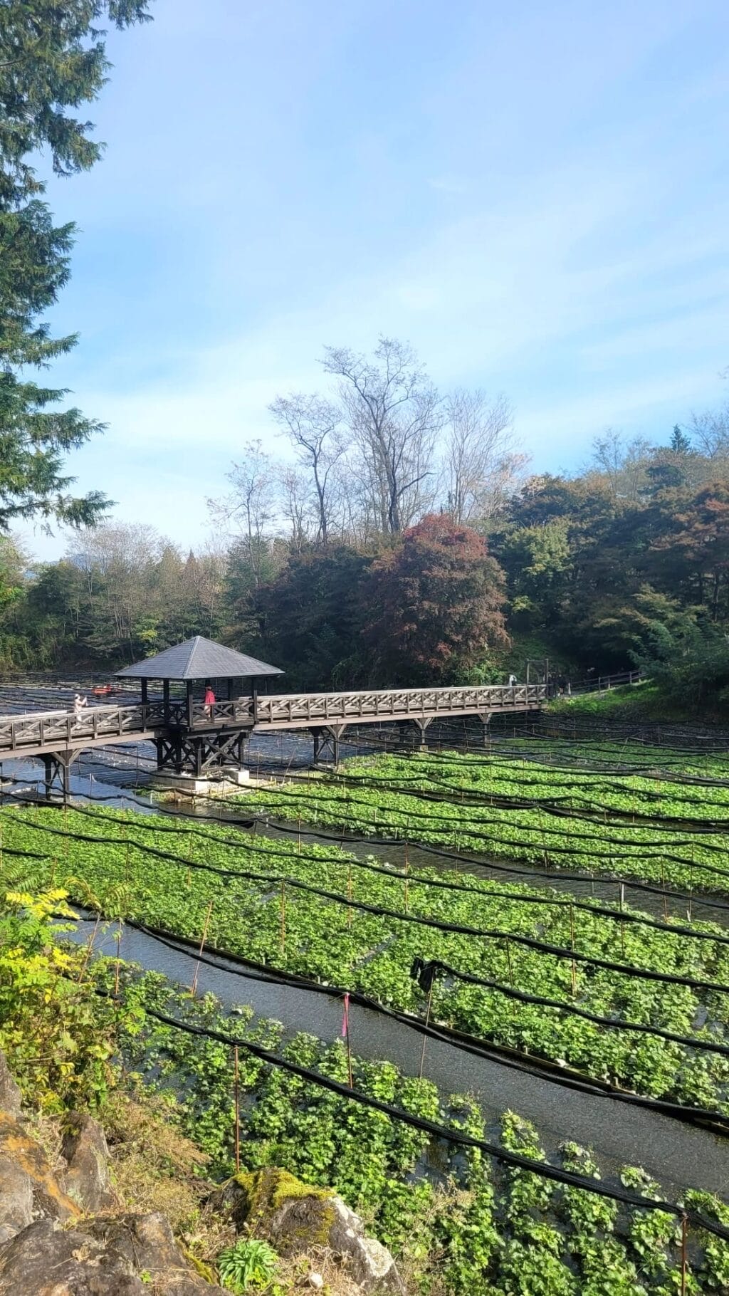 Besuch einer Wasabi Farm