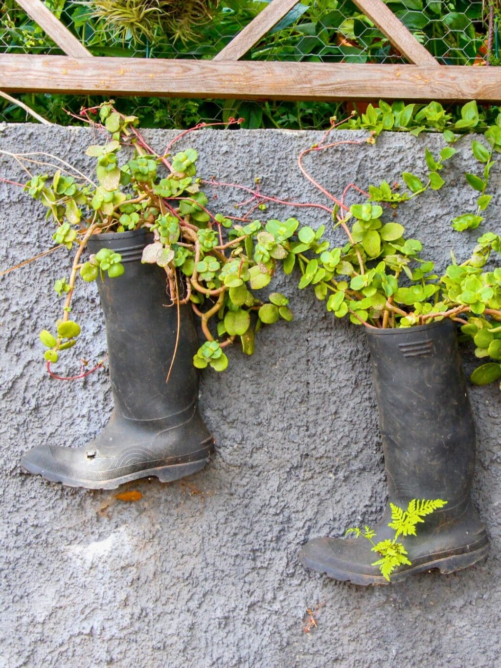 An einer Gartenmauer hängen zwei schwarze Gummistiefel, aus denen grüne Schlingpflanzen wachsen und der Mauer entlang wachsen